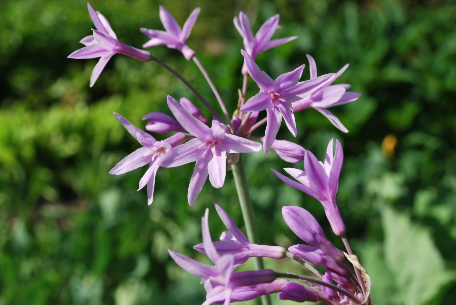 Tulbaghia Violacea Silver Lace Tulbaghia Violacea Silver Lace