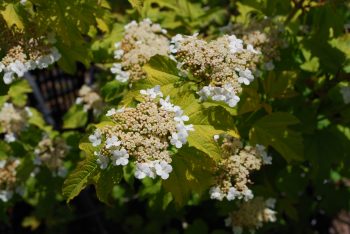 Viburnum Opulus Compactum