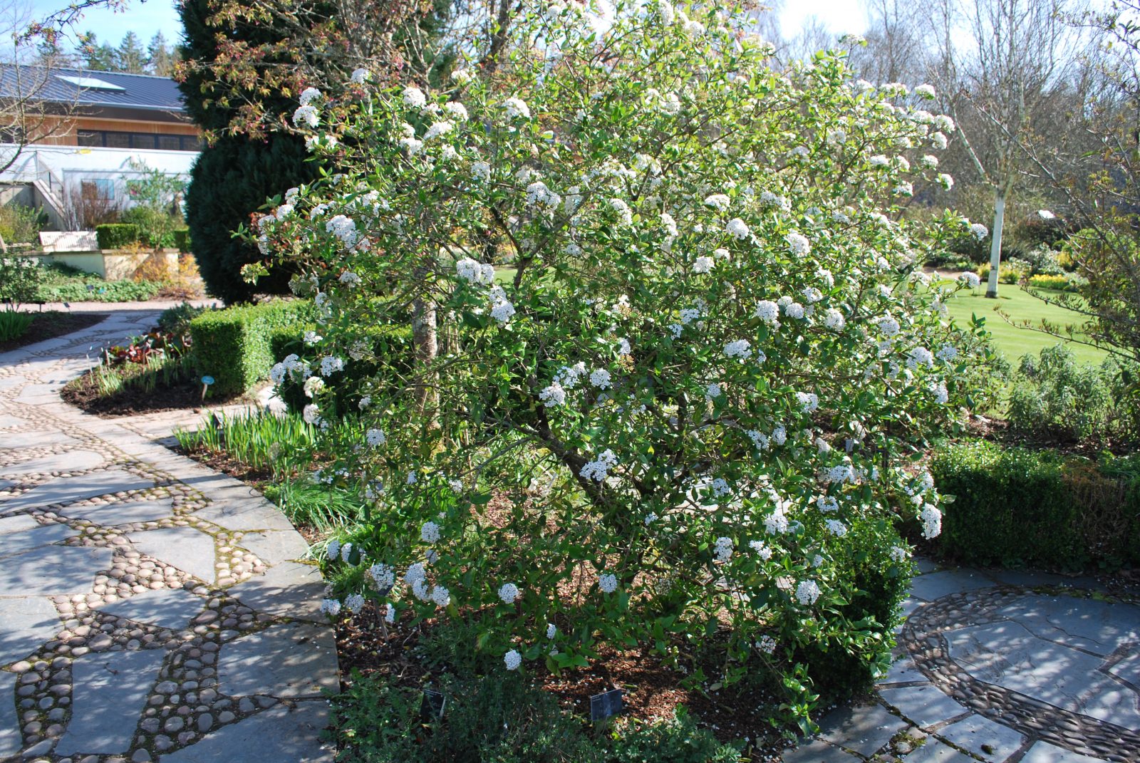 Viburnum Burkwoodii Anne Russell Emerald Plants