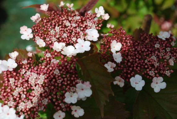 Viburnum Sargentii Onondaga