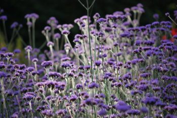 Verbena Bonariensis