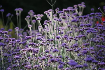 Verbena Bonariensis