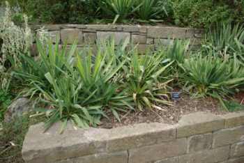 Yucca Filamentosa