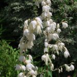 Yucca Golden Sword