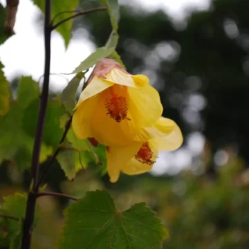 Abutilon Waltz