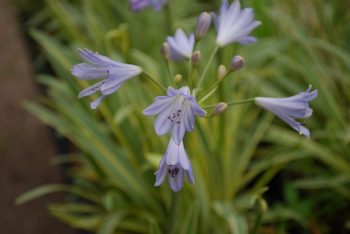 Agapanthus Gold Drop