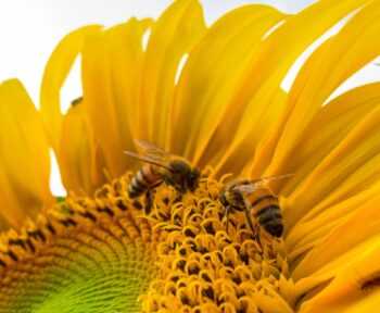 How To Encourage Bees, Butterflies, and Birds To Your Garden