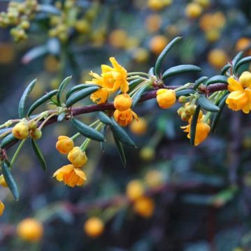 Berberis X Stenophylla