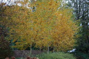 Betula Pendula