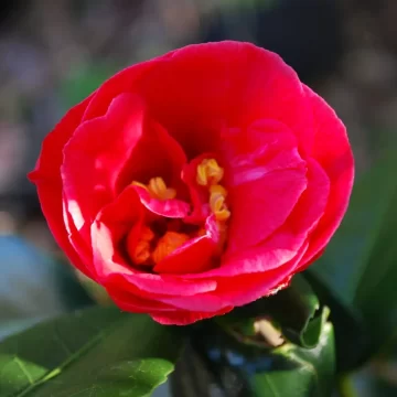 Camellia Adolphe Audusson