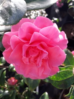 Camellia Debbie