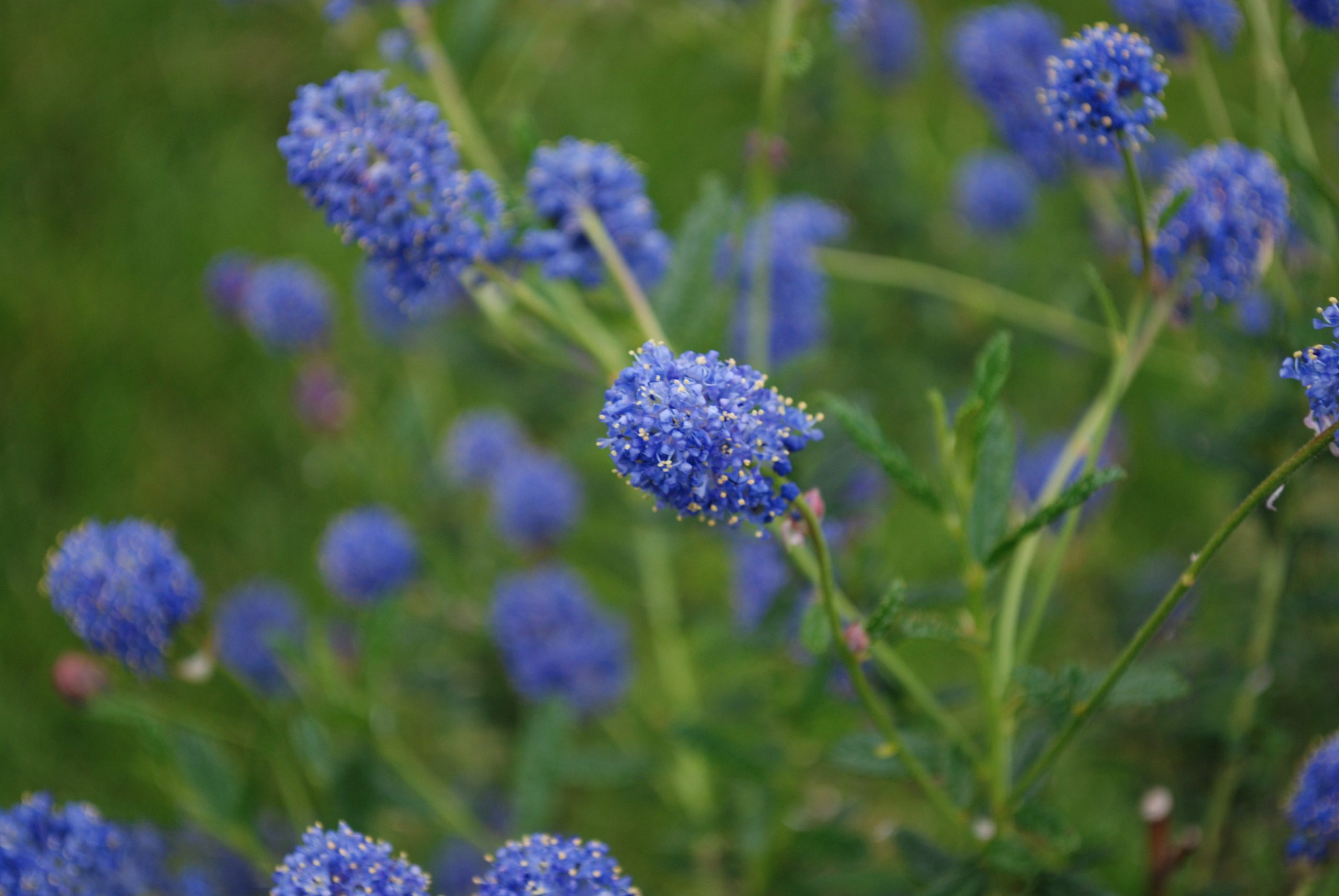 Ceanothus Concha Ceanothus Concha