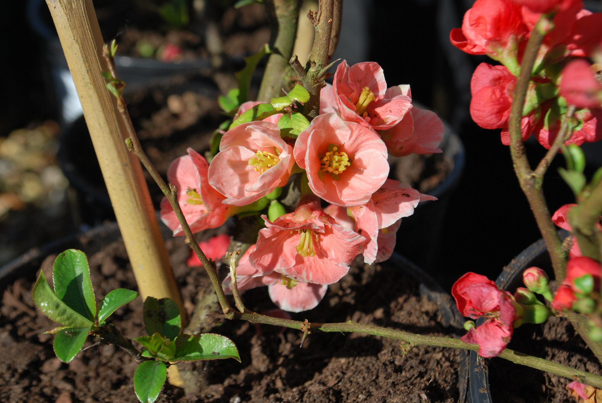 chaenomeles madame butterfly Chaenomeles Madame Butterfly