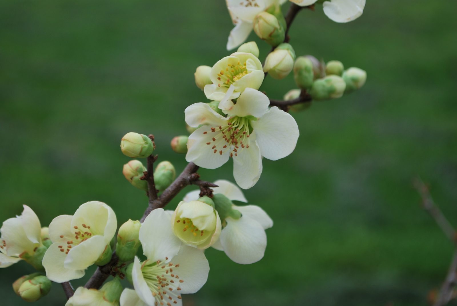 Chaenomeles X Suberba Lemon And Lime Chaenomeles X Suberba Lemon And Lime
