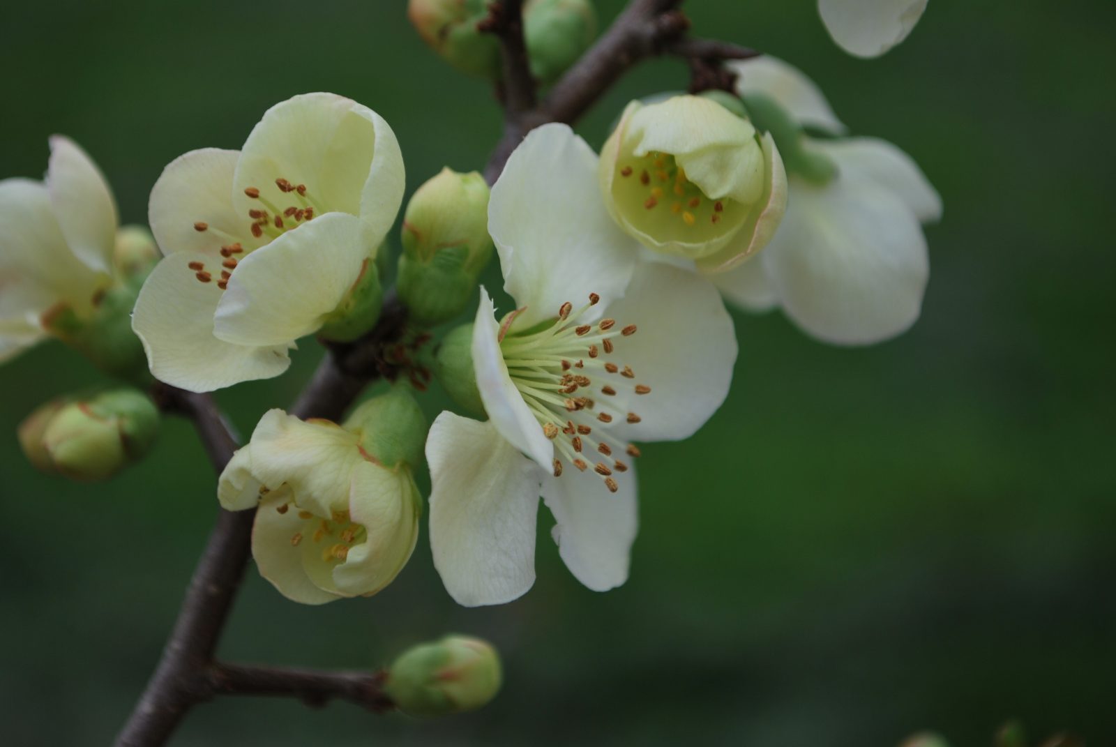 Chaenomeles X Suberba Lemon And Lime Chaenomeles X Suberba Lemon And Lime