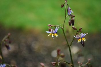 Dianella Tasmanica