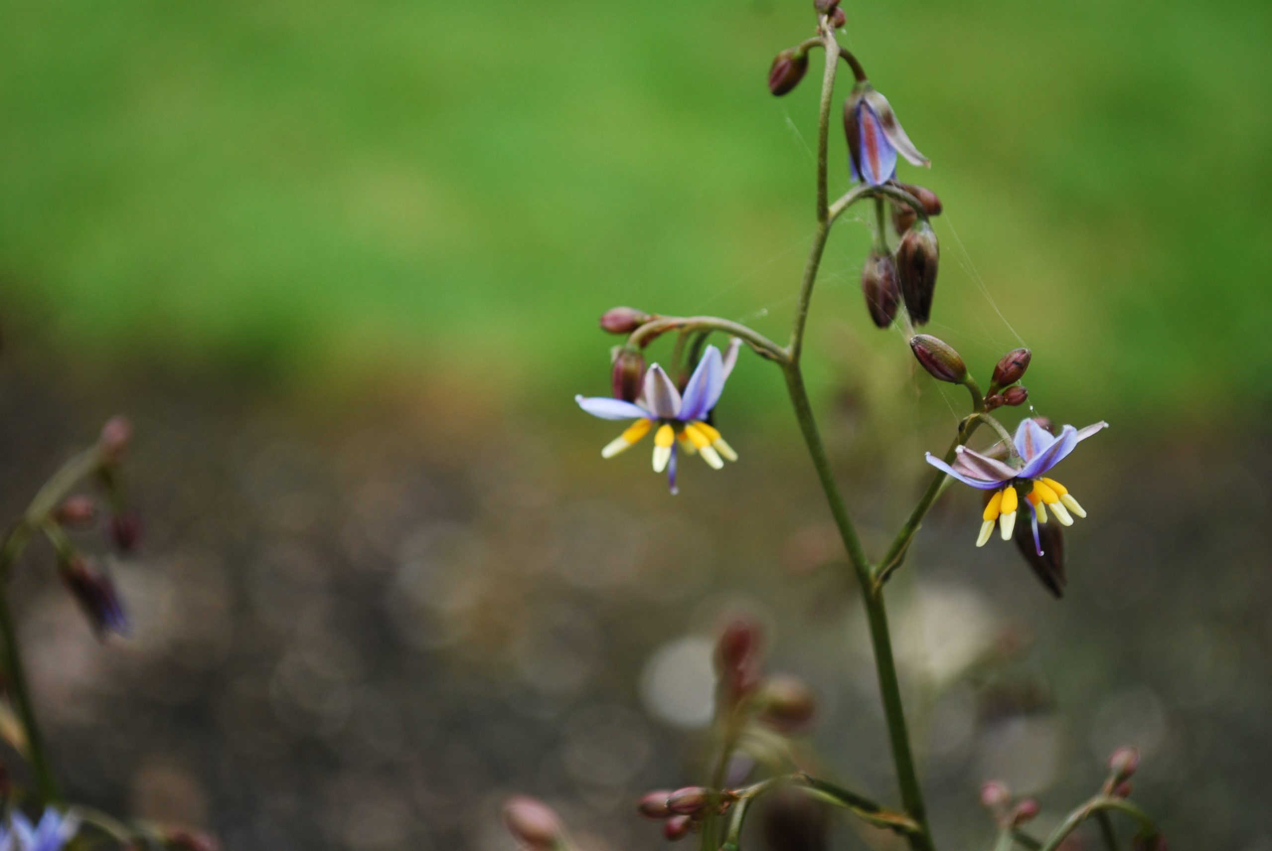 Dianella Tasmanica Dianella Tasmanica