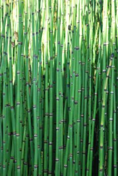 Equisetum Camtschatcense