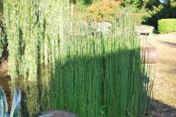 Equisetum Camtschatcense