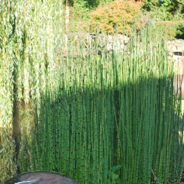 Equisetum Camtschatcense