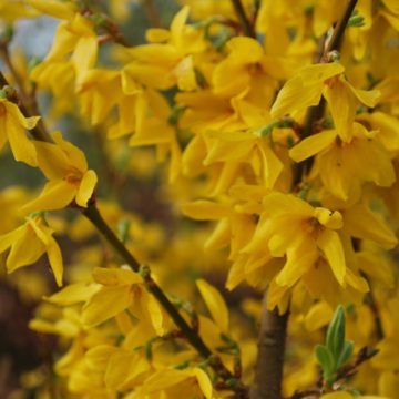 Forsythia X Intermedia Lynwood Variety