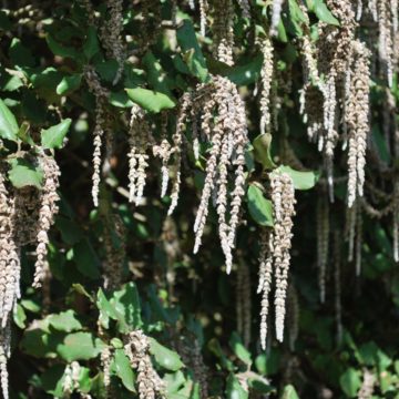 Garrya Elliptica 'James Roof'