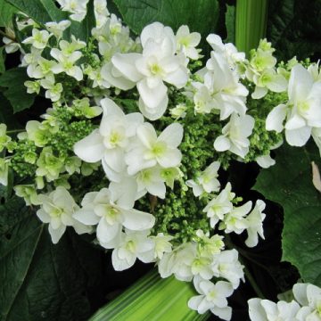 Hydrangea Snowflake