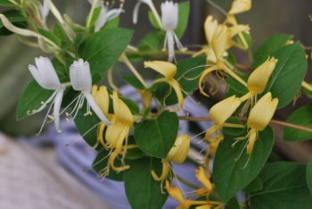 Lonicera Japonica Halliana