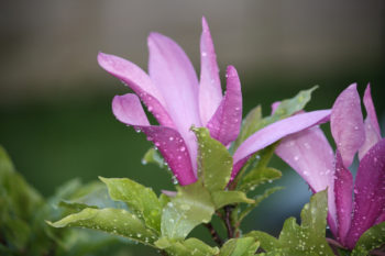 Garden Pruning In The Winter