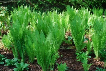 Matteuccia Struthiopteris