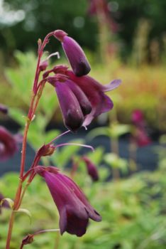 Penstemon Blackbird