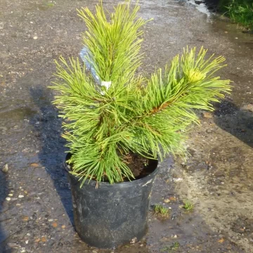 Pinus Mugo Jalubi