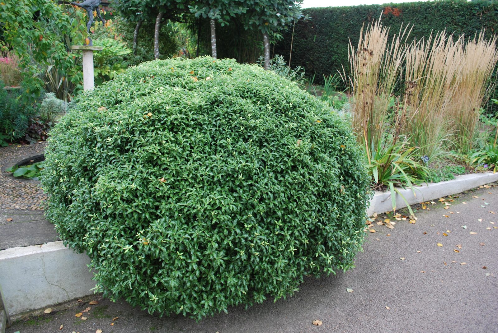 Pittosporum Golf Ball Gold At Chelsea Fick Blog