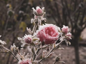 A guide to plant-protection in winter