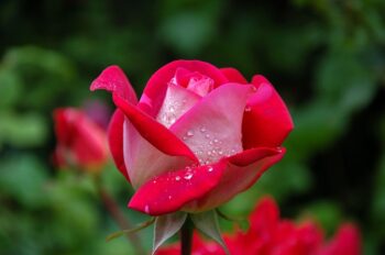 Rose Pruning Tips