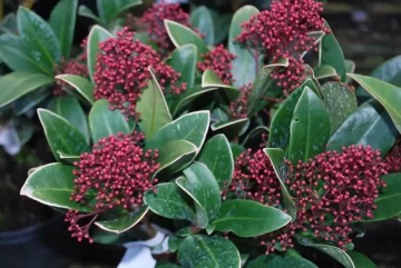 Skimmia Rubella