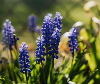 Small Garden Planting Ideas