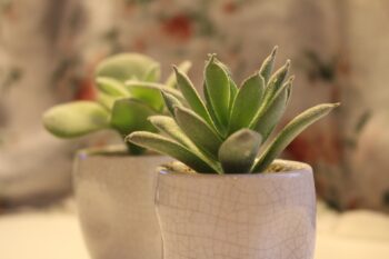 No garden? No problem! A guide to indoor plants for beginners