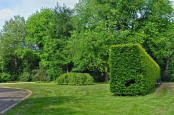 Best Plants To Create A Hedge In Your Garden