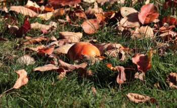 Autumn Gardening Jobs