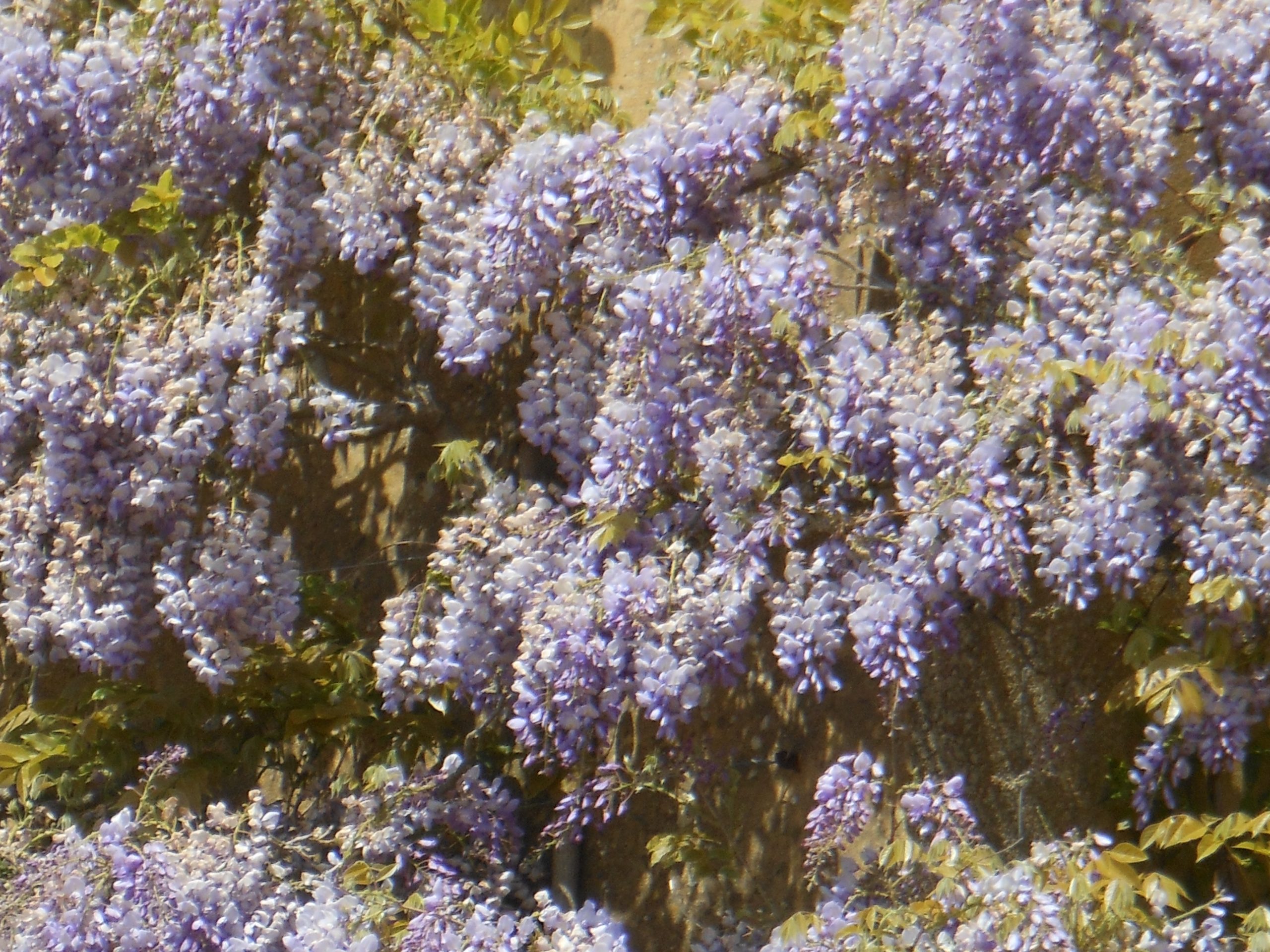 wisteria sinensis Wisteria Sinensis