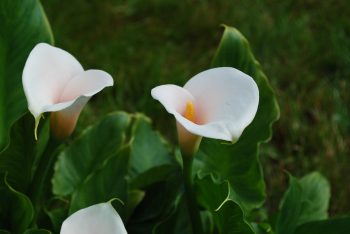 Zantedeschia Kiwi Blush